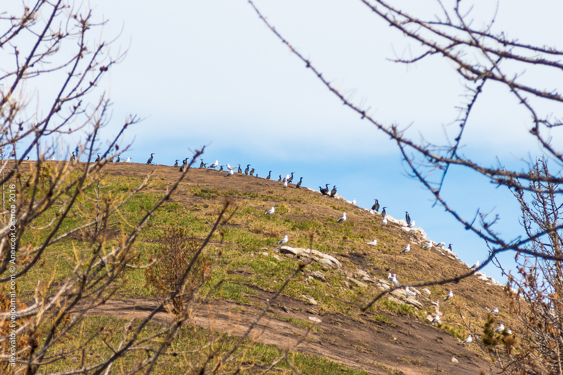 cormorant share - My, Birds, Cormorants, Buryatia, Longpost