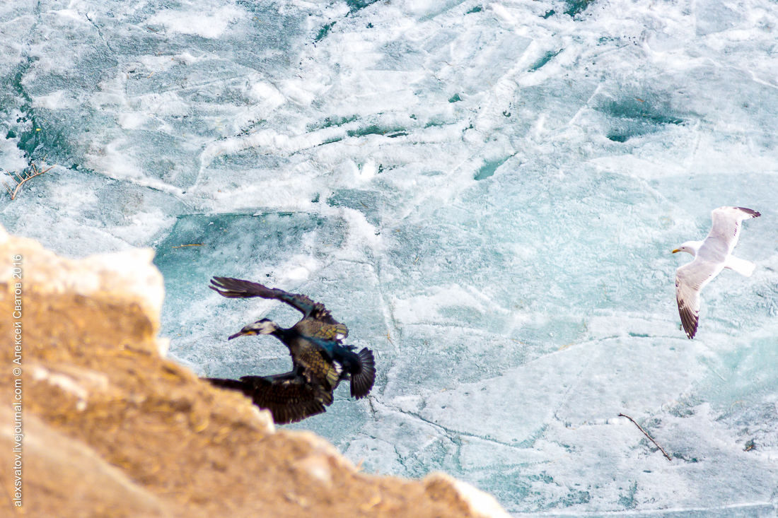 cormorant share - My, Birds, Cormorants, Buryatia, Longpost