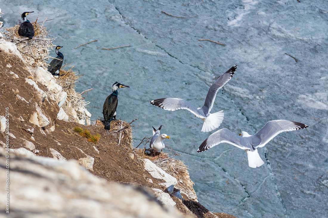 cormorant share - My, Birds, Cormorants, Buryatia, Longpost