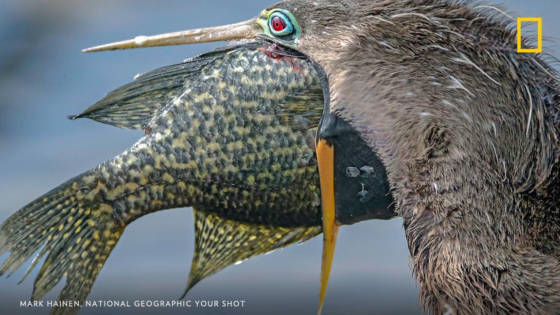 When You Can't Diet - American Snakeneck, Birds, The national geographic