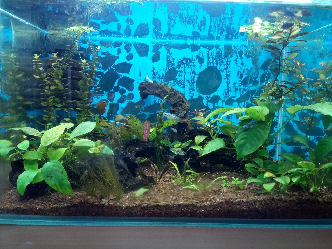 About the balance in the aquarium - Aquarium, Seaweed, Carbon dioxide, Help, Longpost