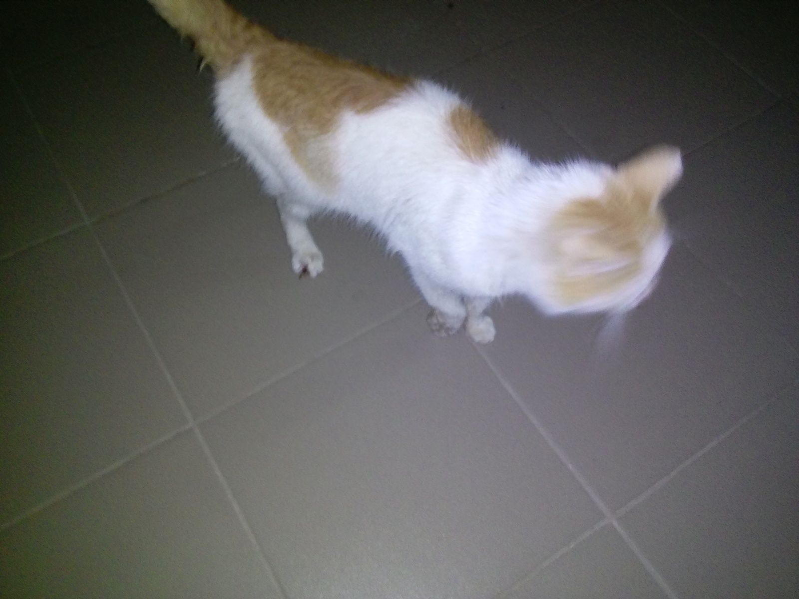 The cat needs help!!!g Ufa - My, cat, , Urgently, Volunteering, Veterinary, Longpost, Help, No rating, Ufa