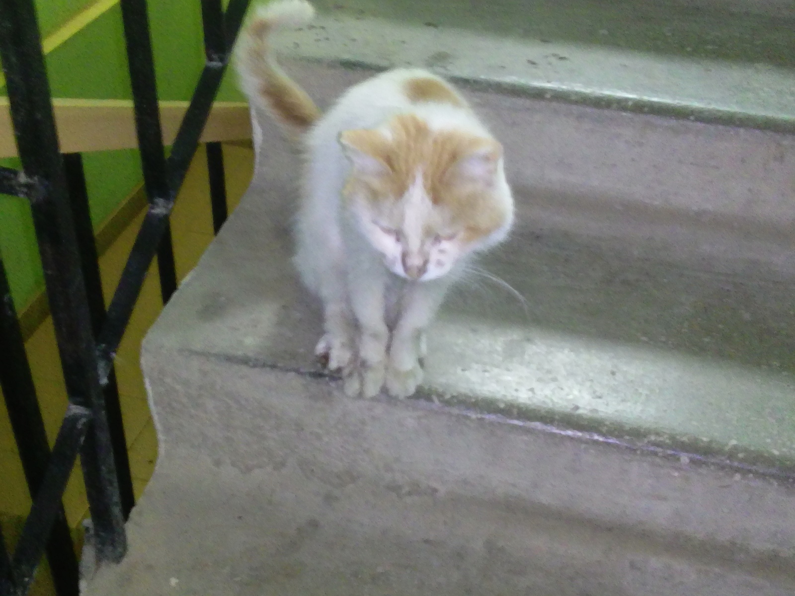 The cat needs help!!!g Ufa - My, cat, , Urgently, Volunteering, Veterinary, Longpost, Help, No rating, Ufa