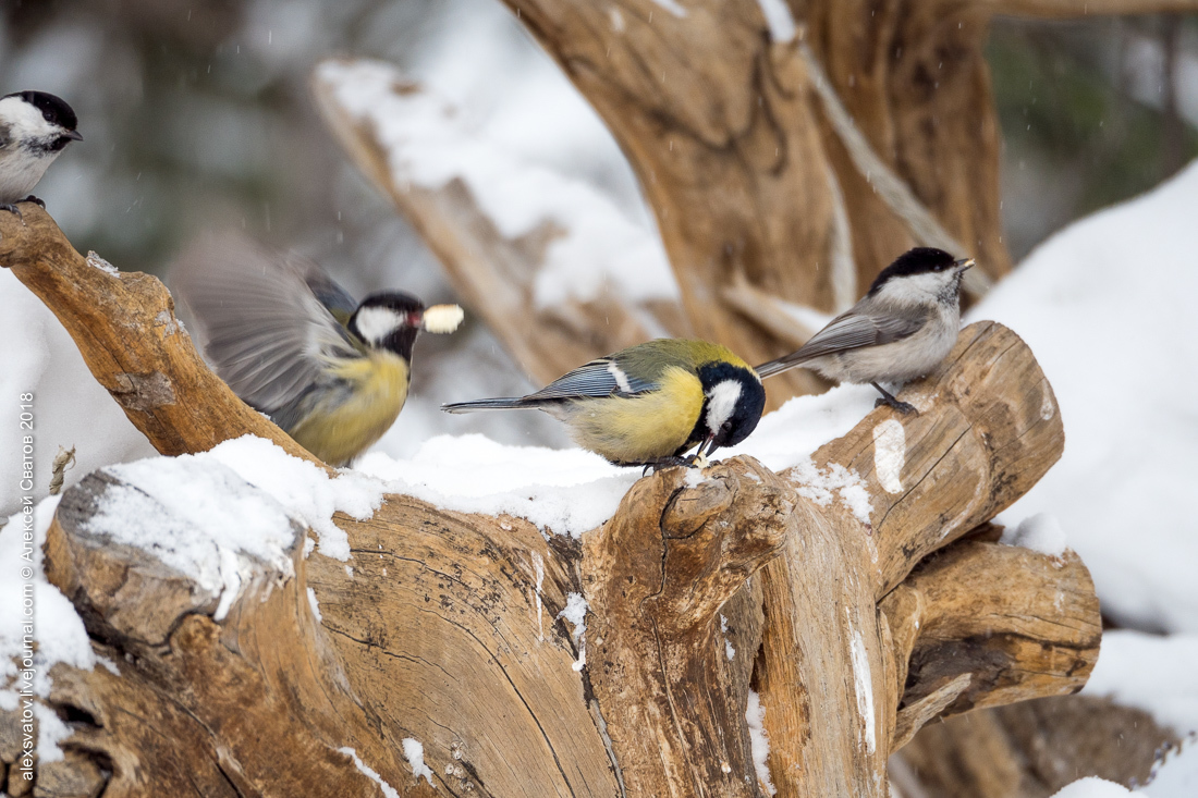 brain-eating - My, Birds, Tit, Video, Longpost