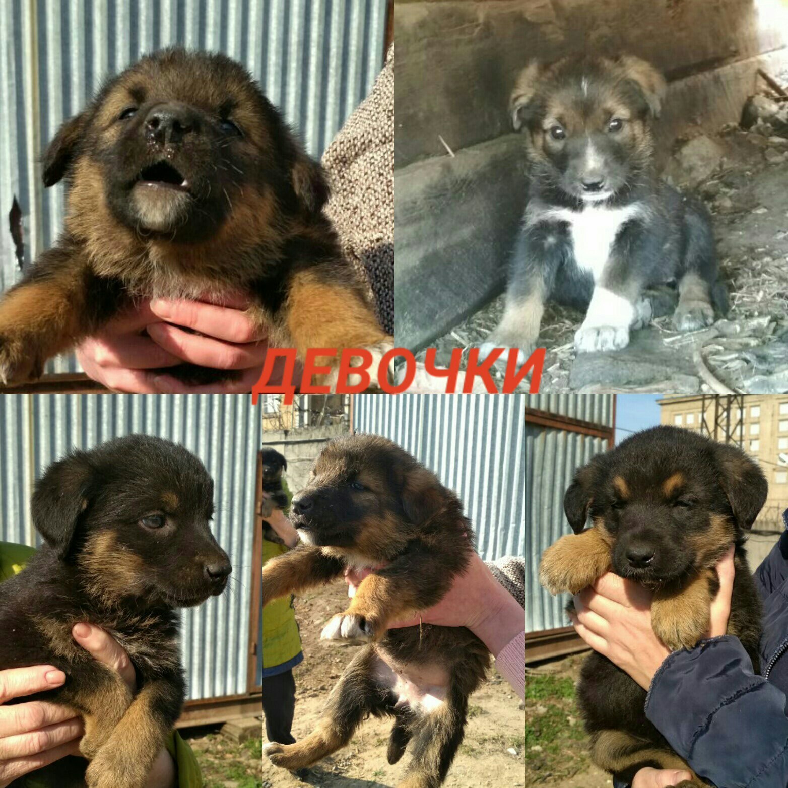 Happiness according to Makarevich... - Puppies, Help, Longpost, Dog