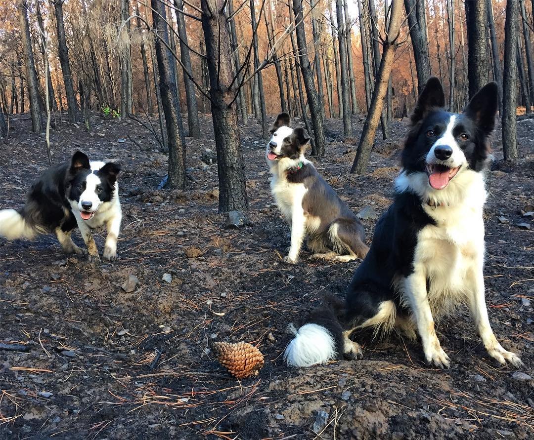 Three dogs with special backpacks help restore vegetation in the burned forests of Chile (4 photos) - Chile, Dog, Border Collie, Forest, Fire, Longpost