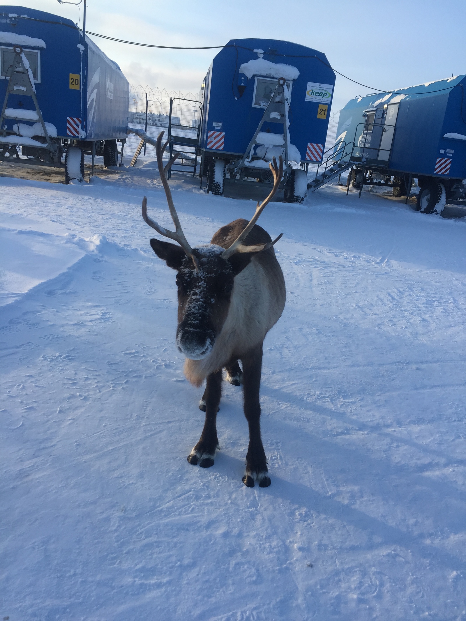 A reindeer came to the Rotational Camp in the middle of the tundra to take a picture! - My, Deer, Tundra, North, Novy Port, Khanty, Nature, Oil workers, Longpost, Deer