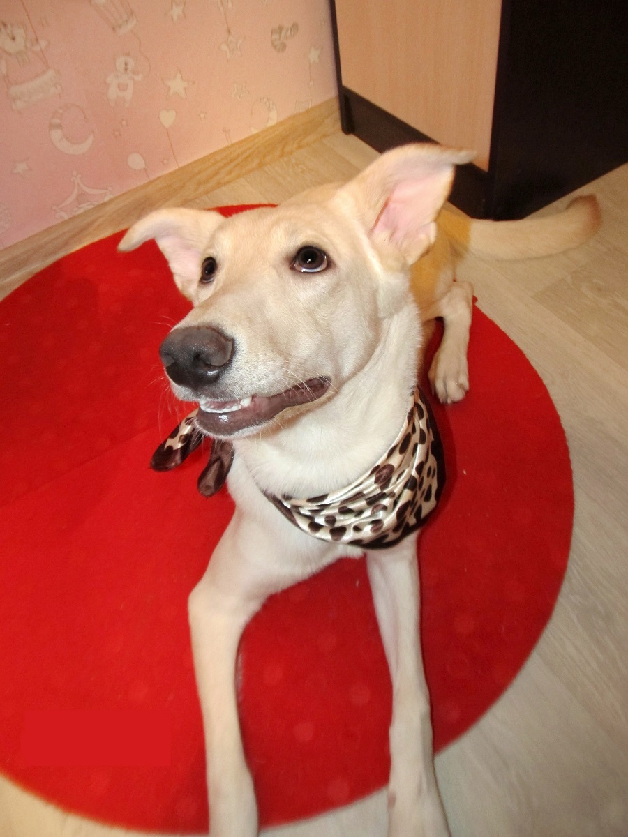 Urgently need a host (kind hands) - Dog, In good hands, Animals, Pets, Moscow, For free, Help, Found a dog, Longpost, Is free