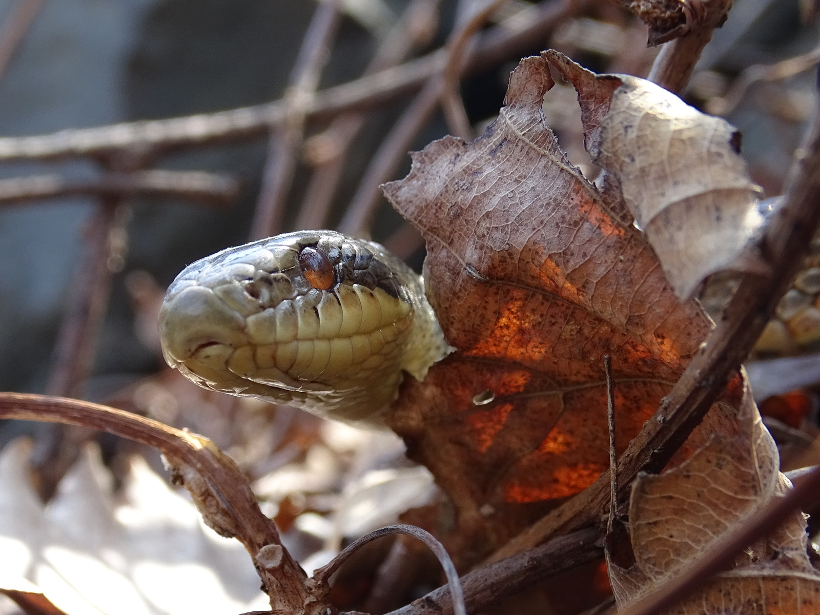 My second meeting with the Patterned snake, on Senka's hat (04/26/18) - My, Snake, Patterned Runner, Primorsky Krai, Oktyabrsky District, Senkina hat, Longpost