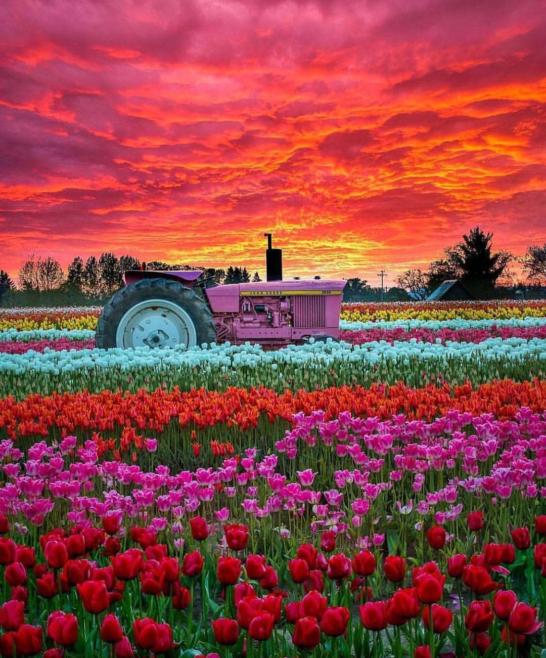 beauty - beauty, Field, Flowers, Images