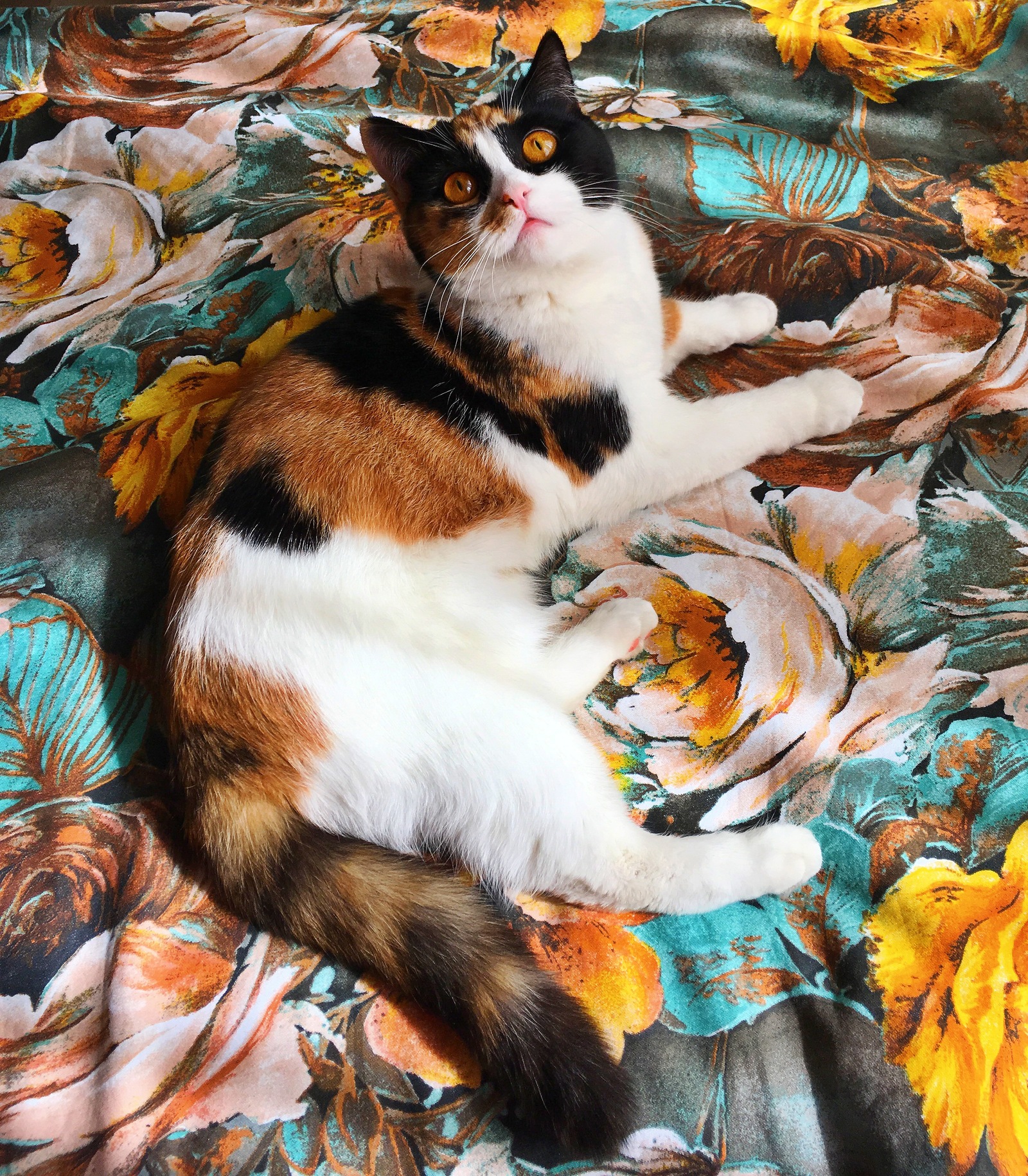 Bright on bright - My, Tricolor cat, cat, , Catomafia
