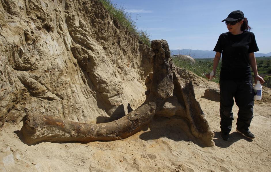 In Macedonia, found the remains of an elephant that roamed the local savannas eight million years ago - My, Paleontology, Elephants, Find, Animals, Longpost