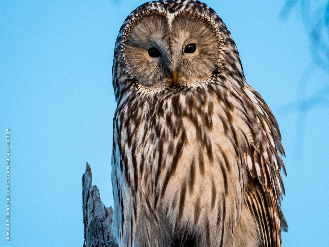 Tawny Owl - My, Birds, Owl, Long-tailed owl, Longpost