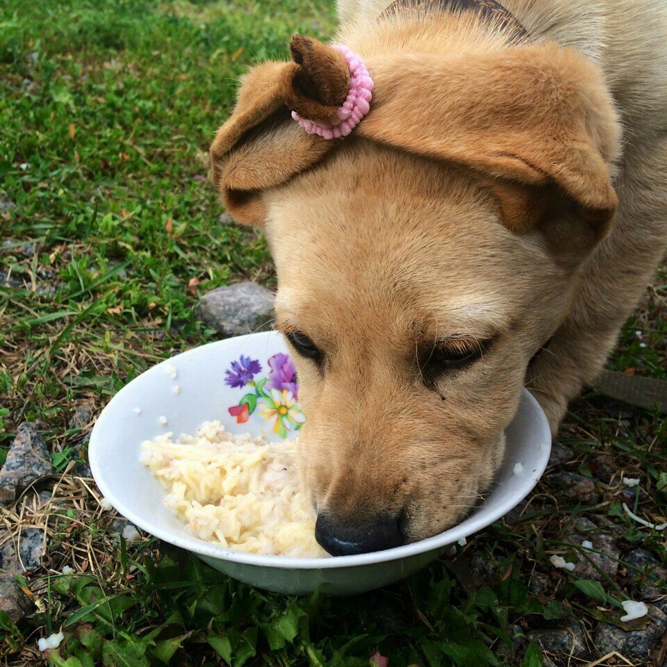 In order not to get her ears dirty, she has to fix them on the top of her head. - Dog, Good boy, Milota, Animals