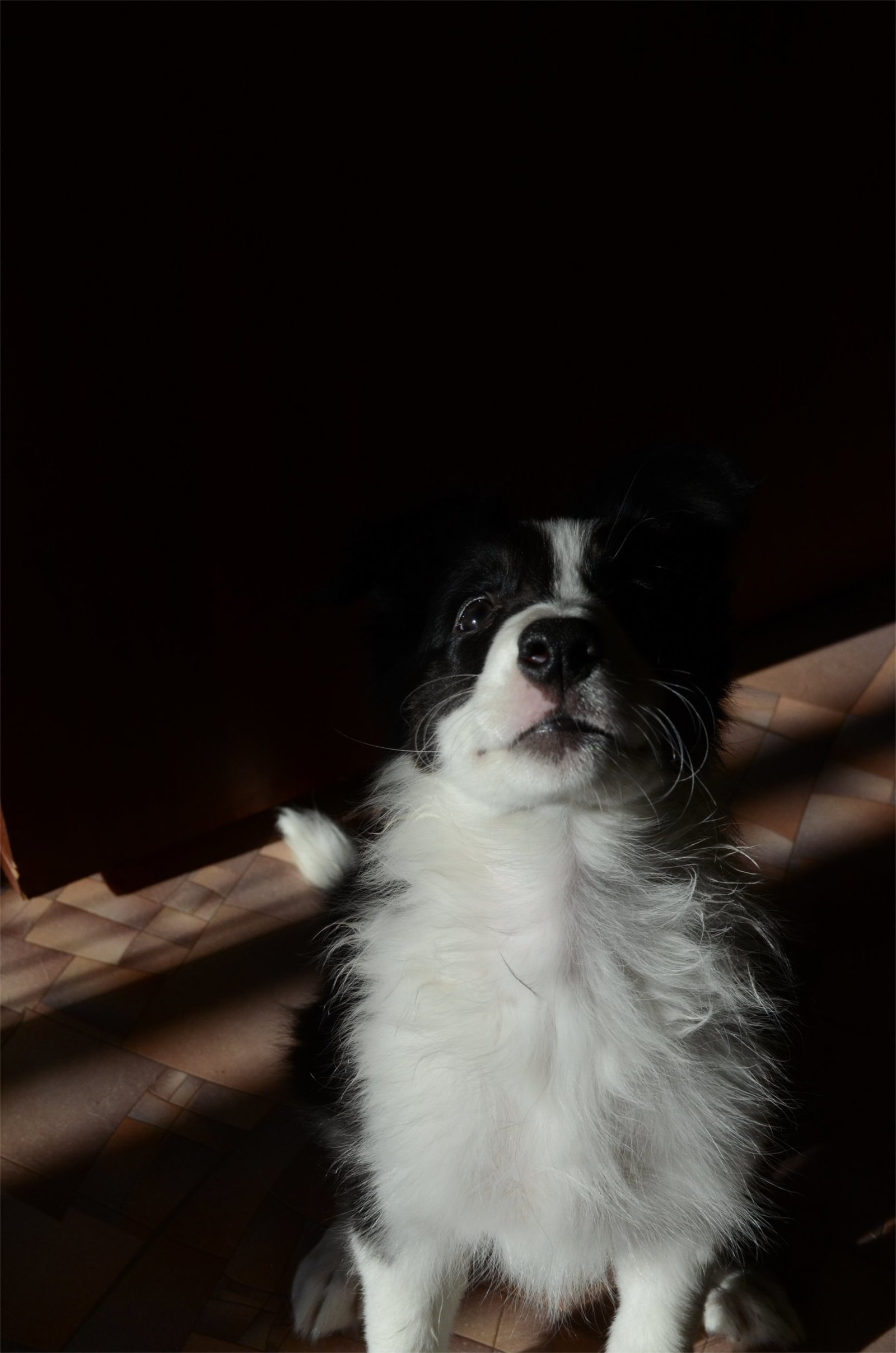 Border corgi, new dog coming - My, Longpost, The photo, Video, Dog, Border Collie, Corgi