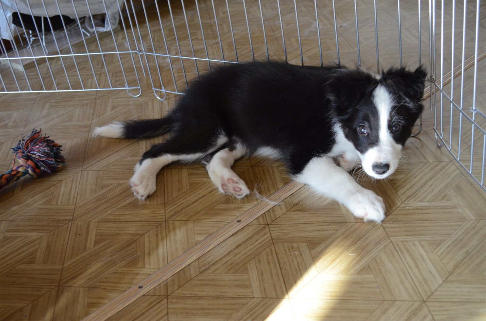 Border corgi, new dog coming - My, Longpost, The photo, Video, Dog, Border Collie, Corgi