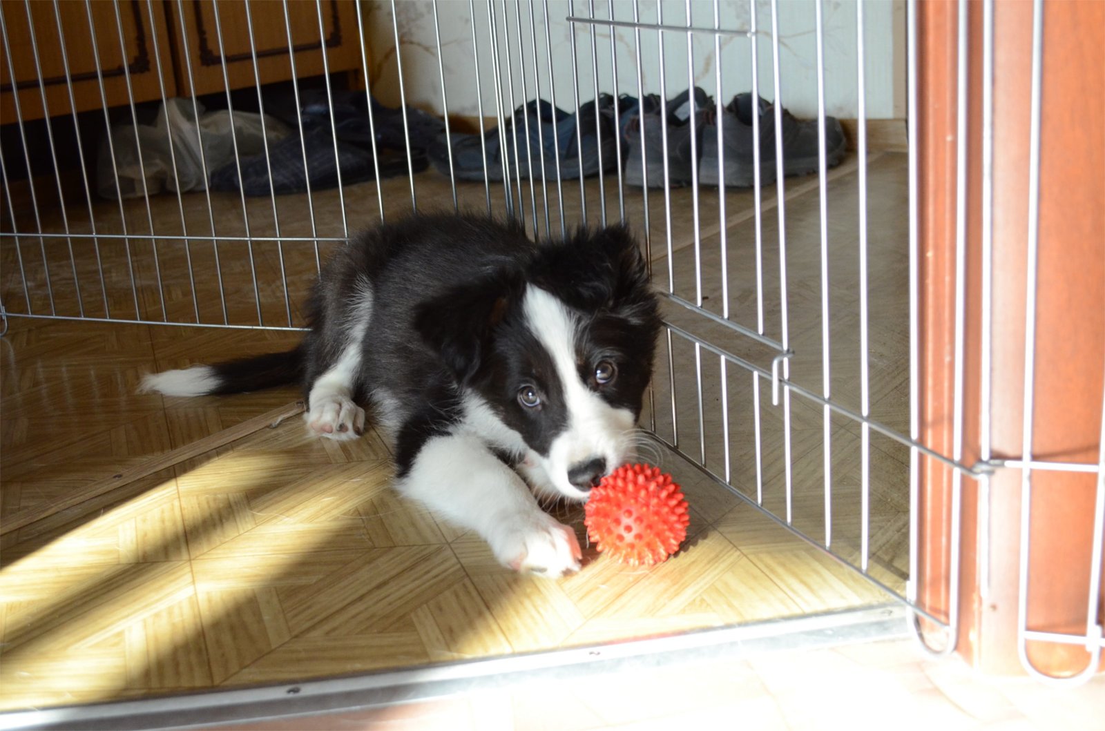 Border corgi, new dog coming - My, Longpost, The photo, Video, Dog, Border Collie, Corgi