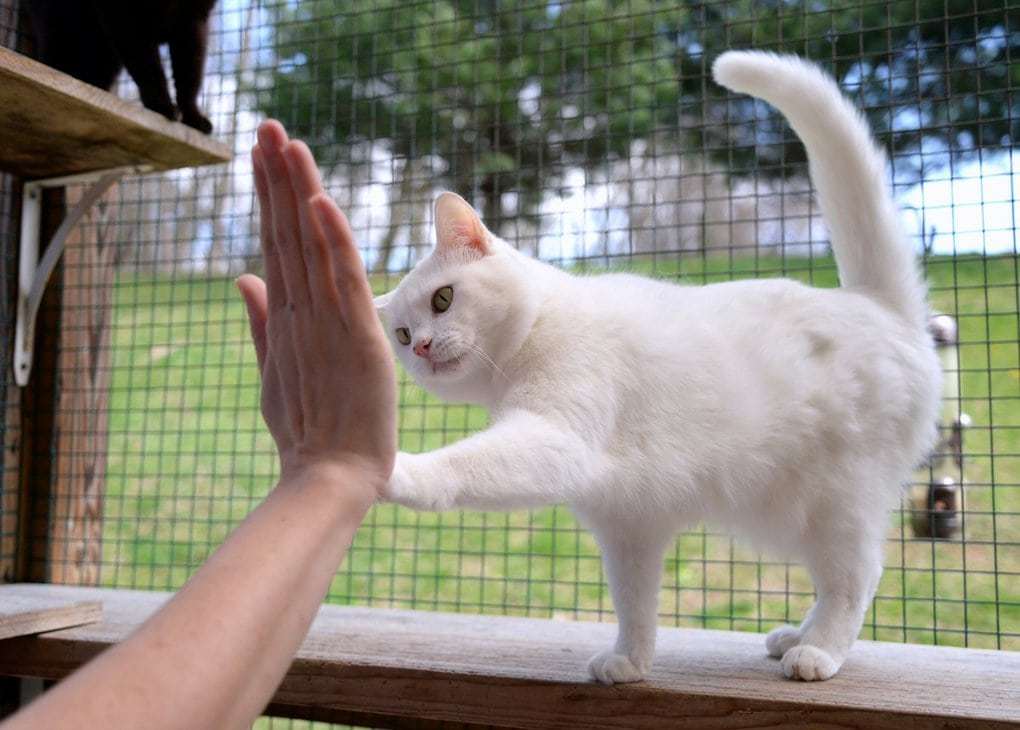 Gimme five, friend! - cat, High five, Trick, Education, Longpost