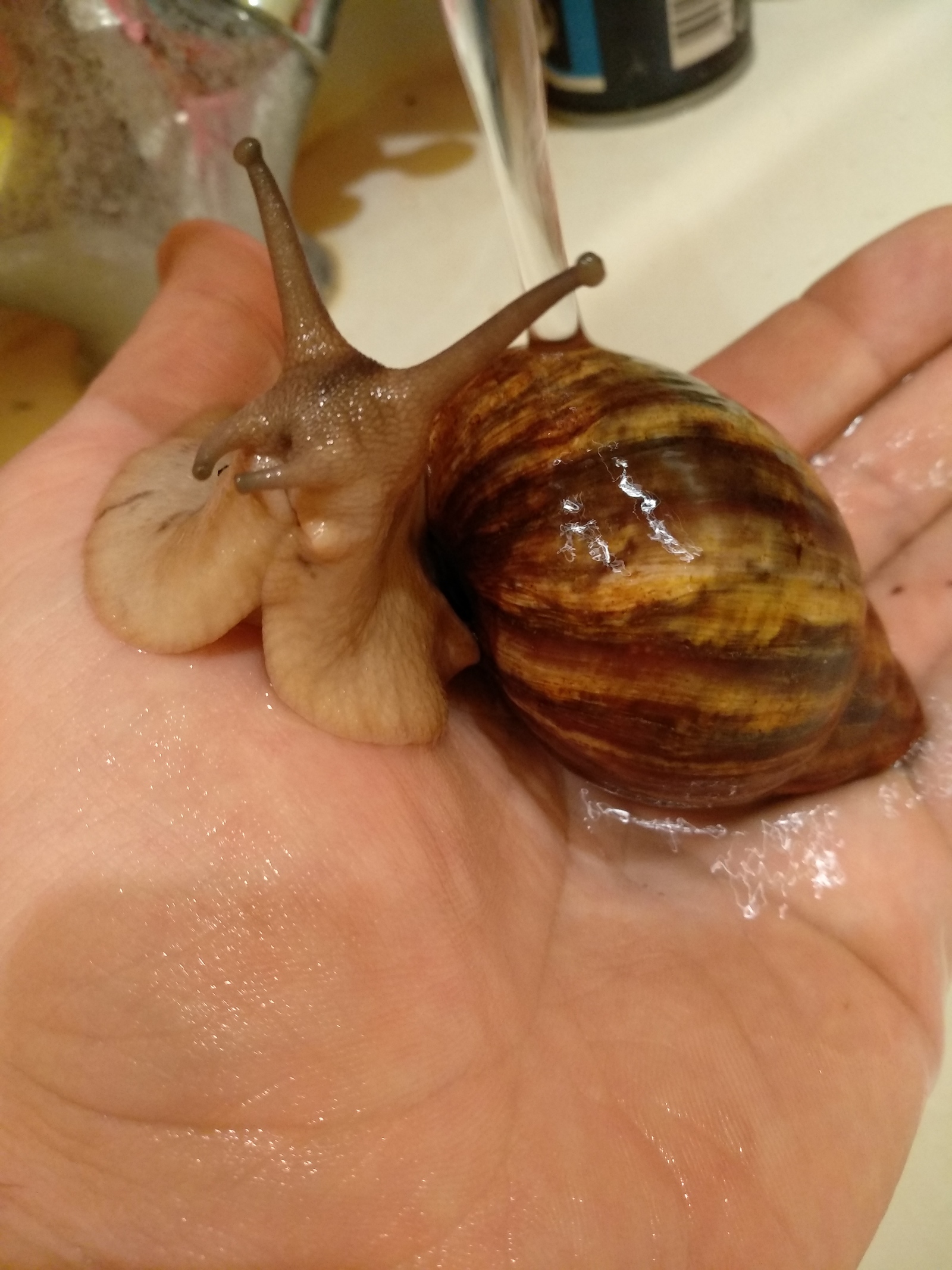 Stepashka is bathing. - My, Achatina, Snail, Longpost