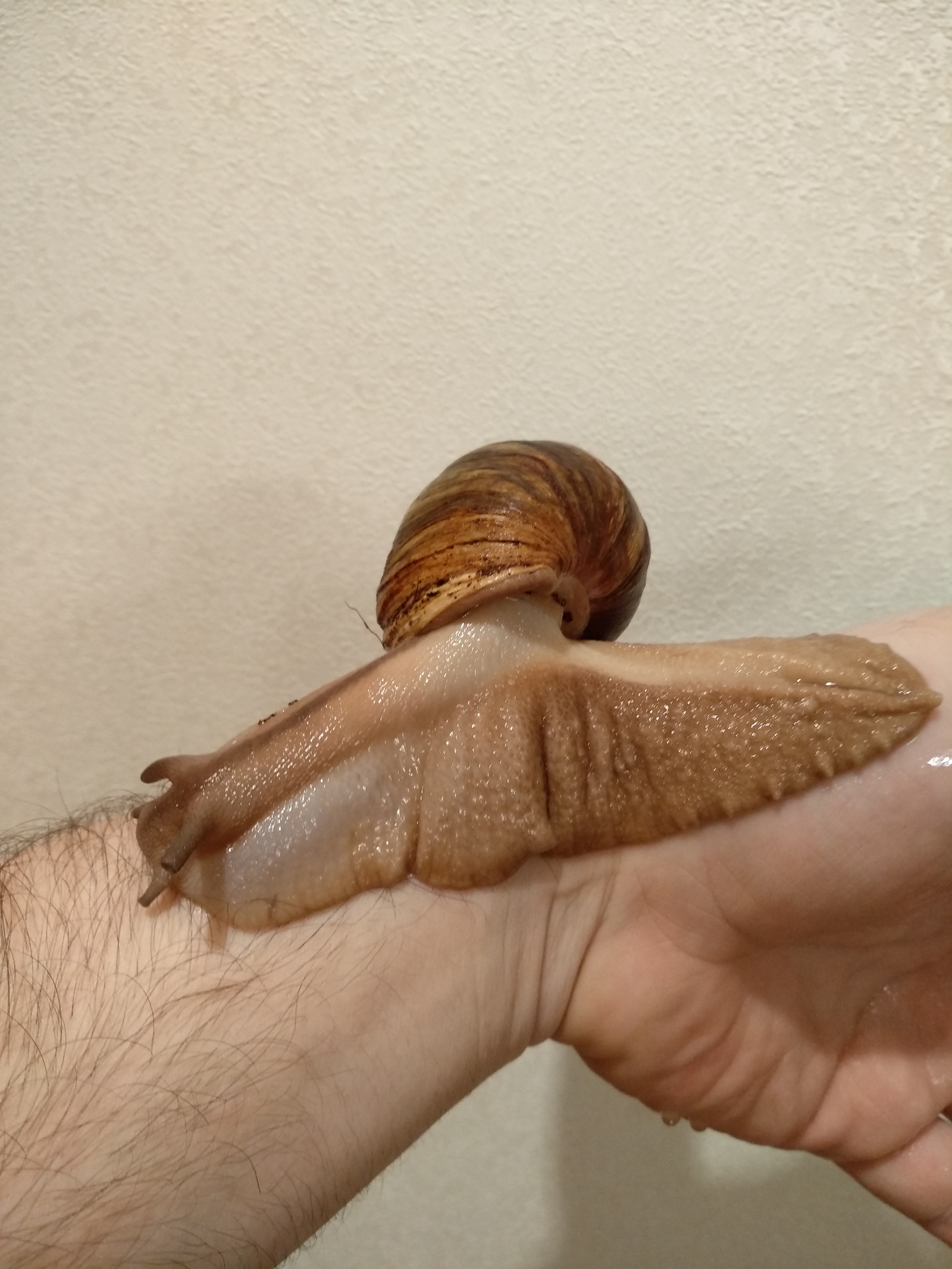 Stepashka is bathing. - My, Achatina, Snail, Longpost