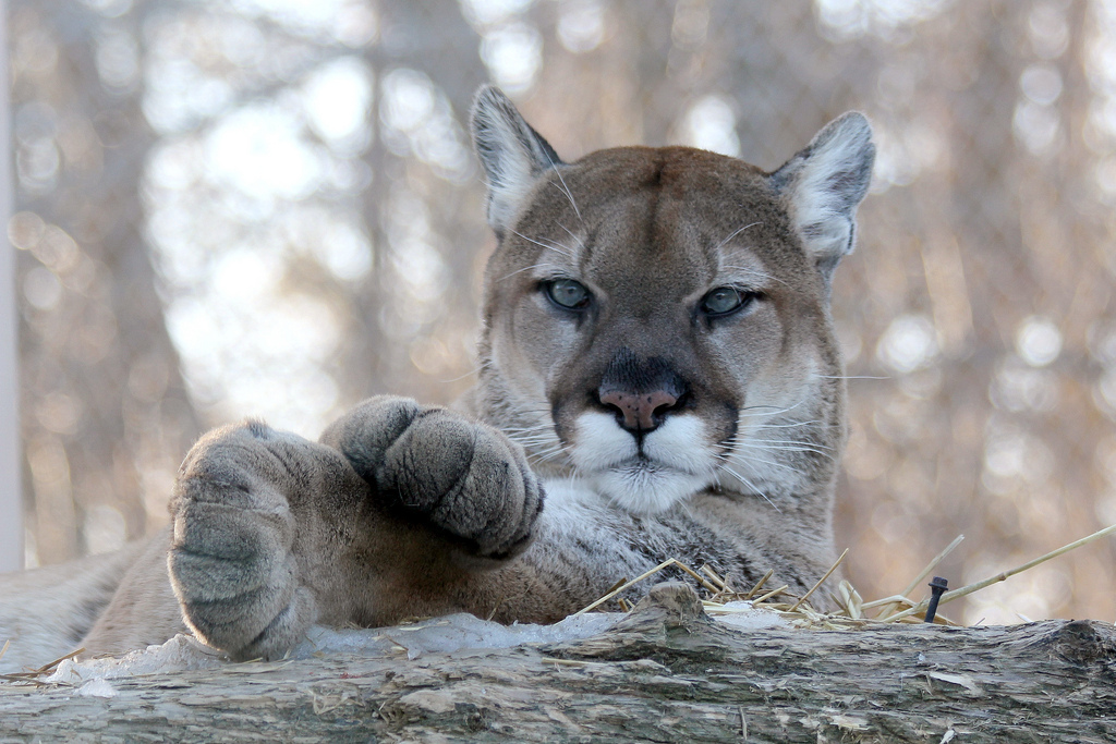 Stroke me! - Puma, cat, Cat family