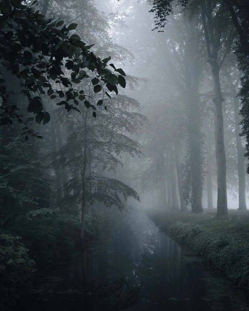 Foggy morning - Forest, Nature, Fog, Morning, Longpost