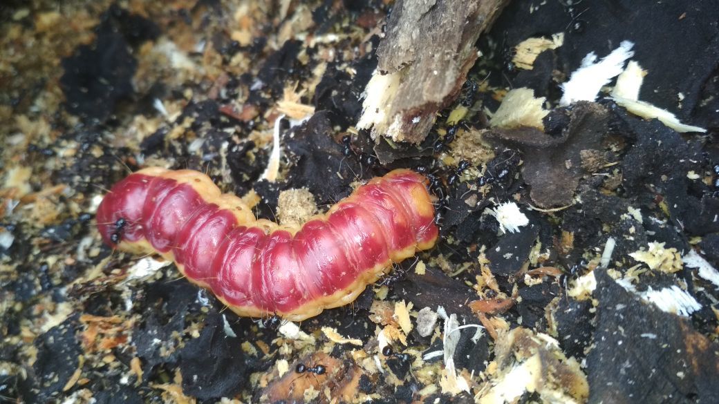 unusual caterpillar - My, Flora and fauna, Ants, Caterpillar, Nature, Longpost