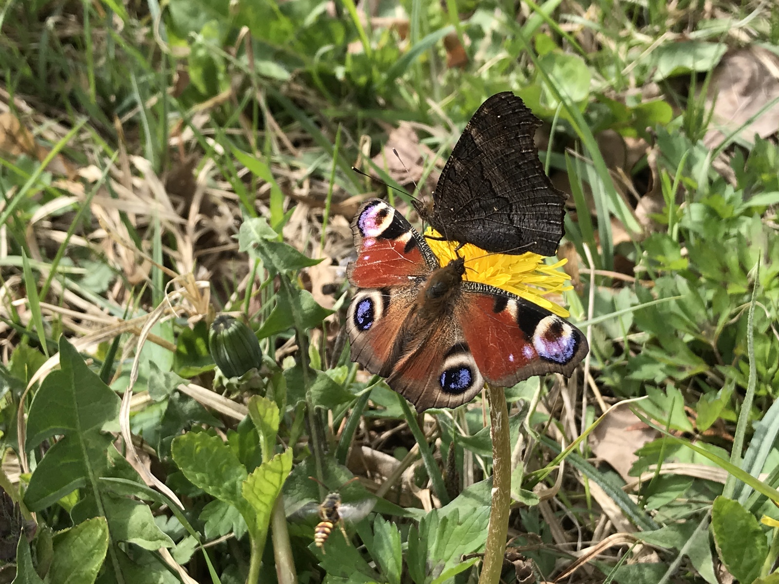 A little green. - My, Iphone 7 plus, Obninsk, Nature, Flowers, Butterfly, Longpost