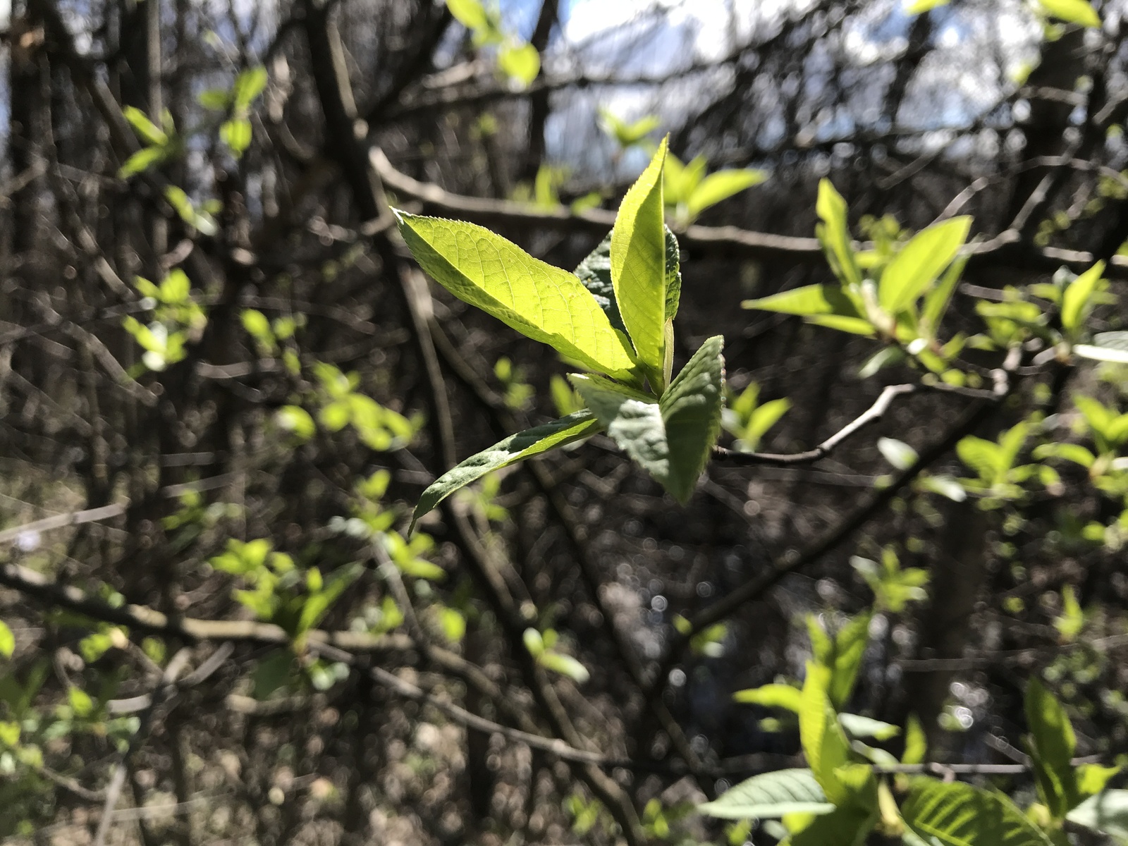 A little green. - My, Iphone 7 plus, Obninsk, Nature, Flowers, Butterfly, Longpost