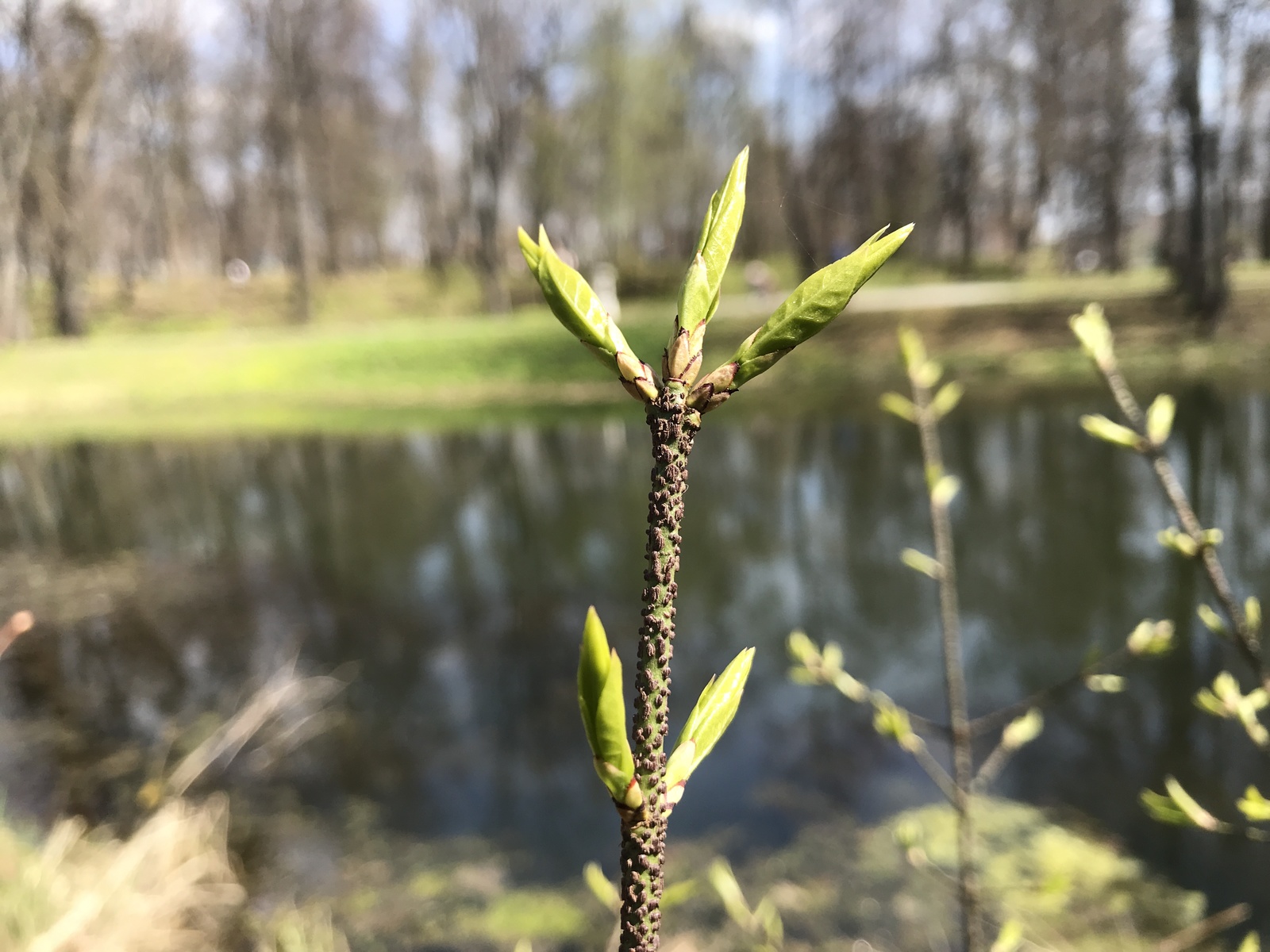 A little green. - My, Iphone 7 plus, Obninsk, Nature, Flowers, Butterfly, Longpost