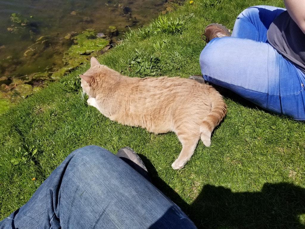 Went fishing with a friend and someone joined us. - cat, Catomafia, Animals, Pets, Milota, Reddit