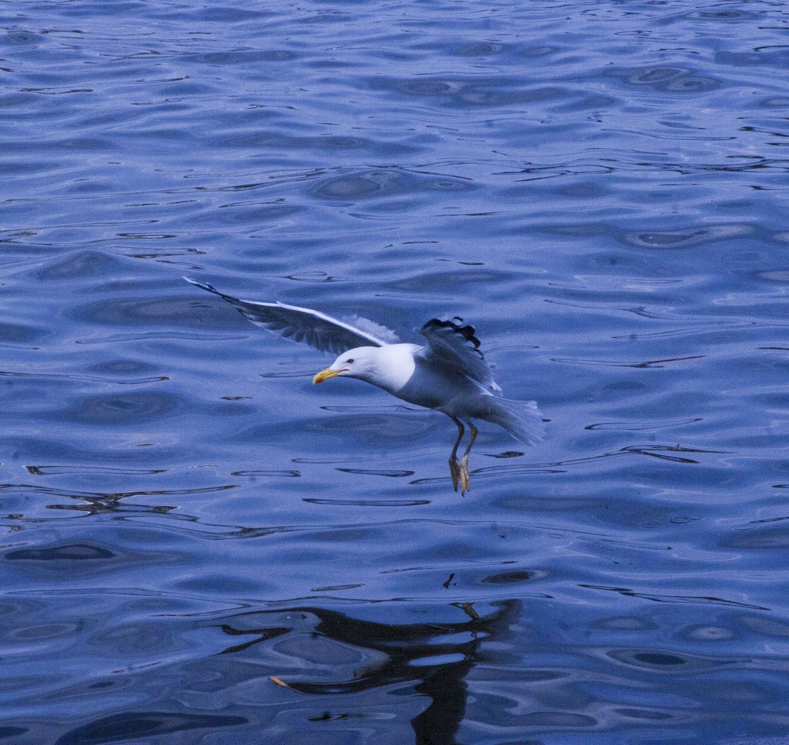 Vole mouse and gull gull on Sparrow Hills. - My, Seagulls, Mouse, Moscow, Beginning photographer