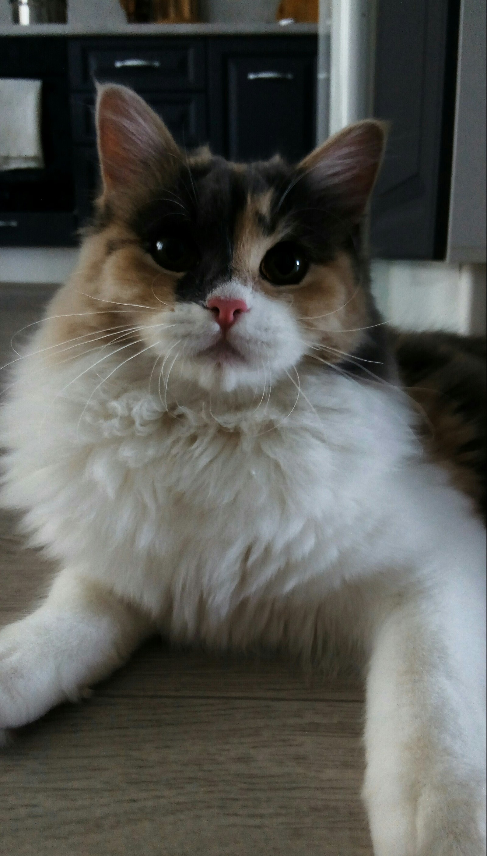 This is Alice, an incredibly fluffy and restless cat. Although she loves to sleep) - My, , Eyes, Longpost, cat