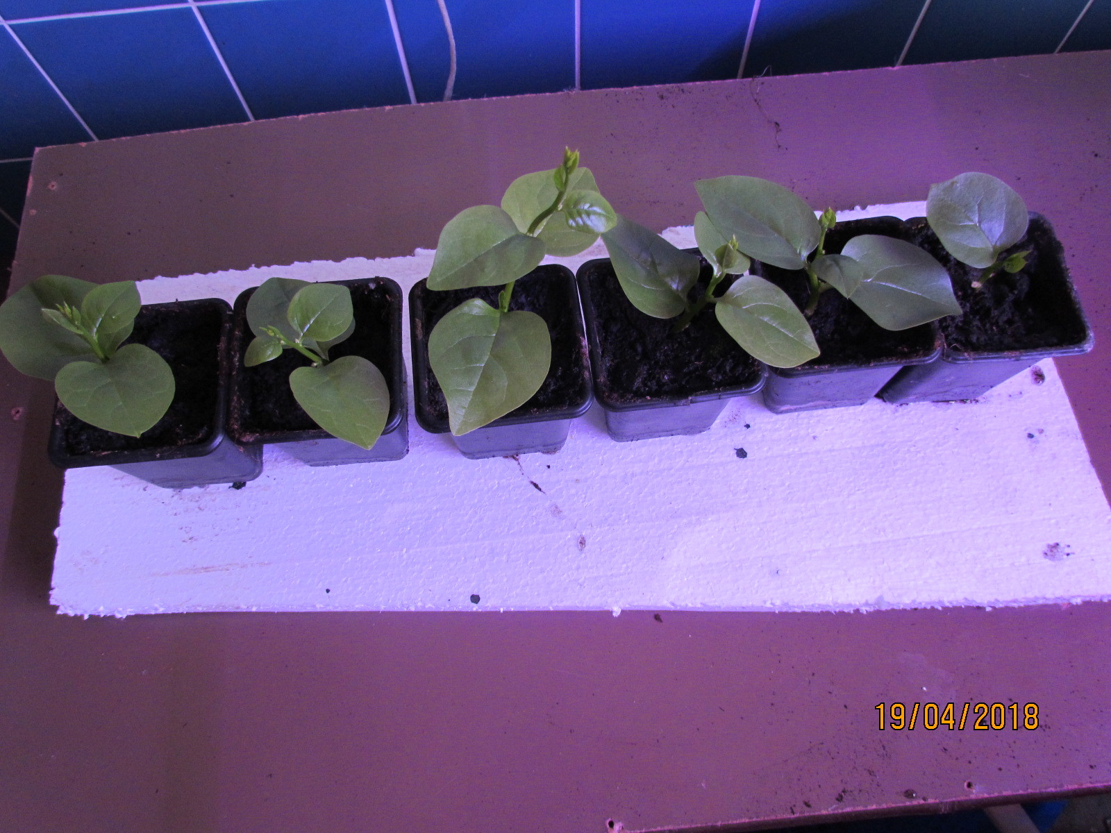 Indian spinach basella - my growing experience. - My, Spinach Basel, -Growing experience, Longpost