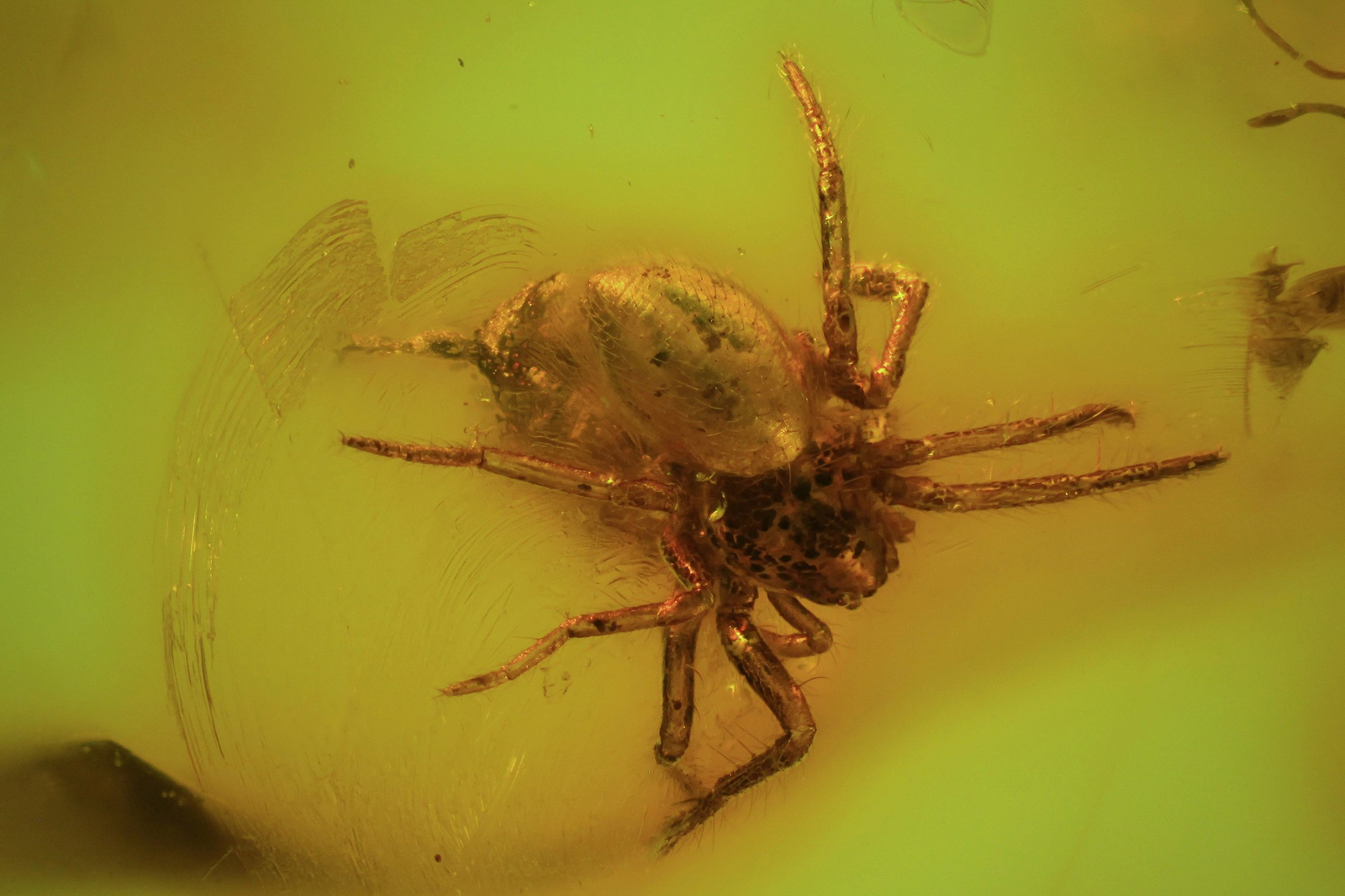 Eocene spider in 44 Ma amber - Paleontology, Spider, Amber