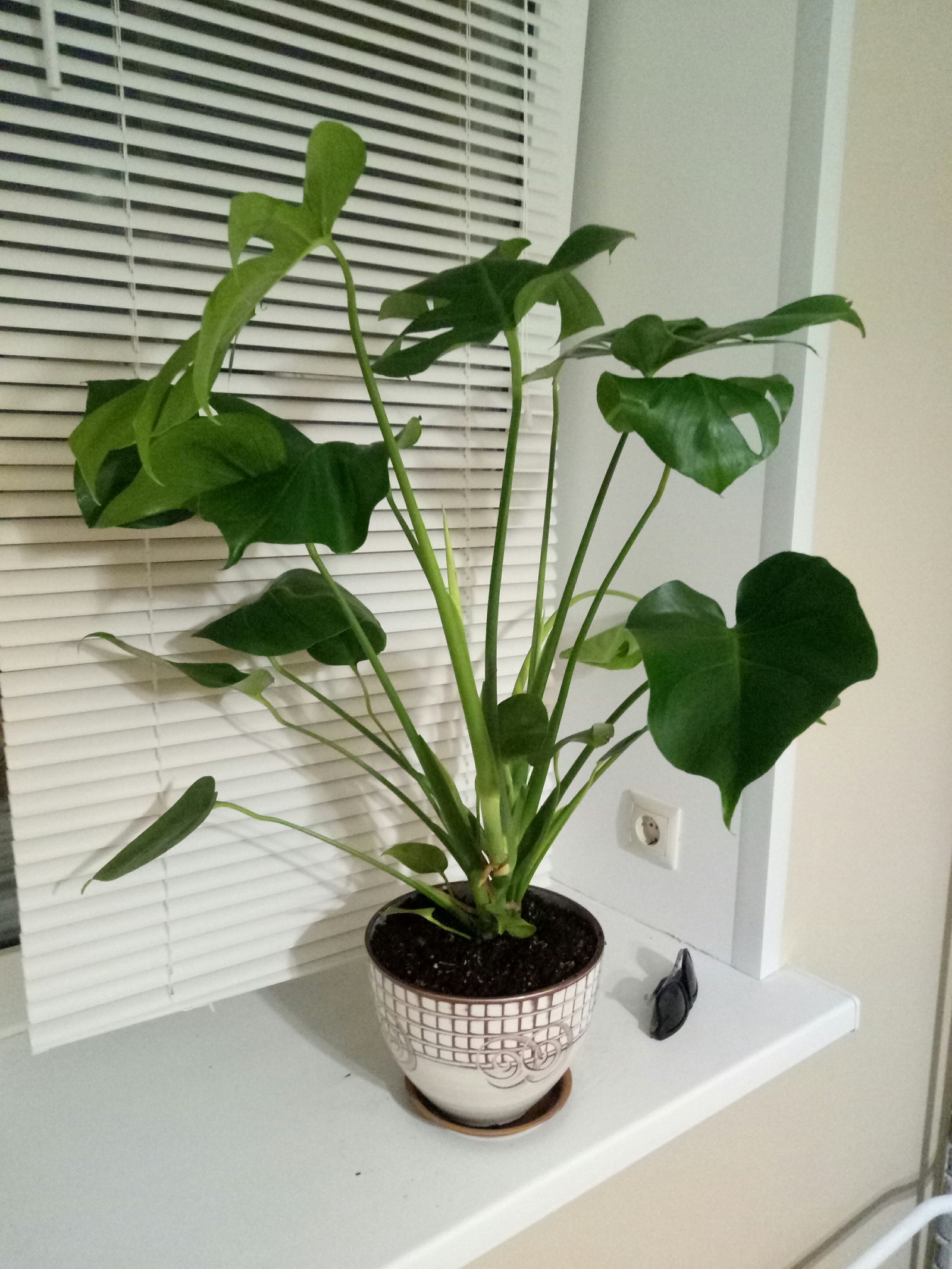 Help information on the plant. - My, Help, Plants, Information, Longpost