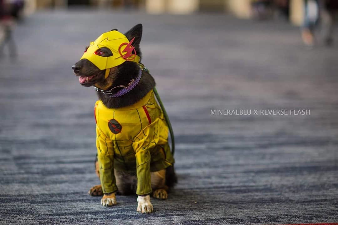 DogCosplay - Cosplay, Dog, Green Arrow, Batman, Black Panther, Longpost, Reverse Flash, Deadpool