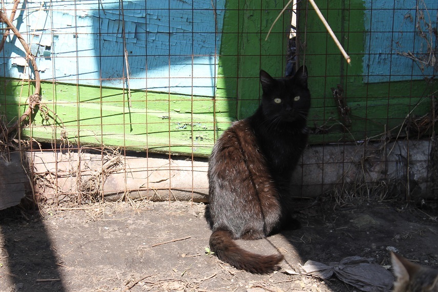 Мой личный Котоленд 125 - Моё, Кот, Приют, Помочщь, Доброта, Липецк, Котоленд, Длиннопост, Приют Котоленд