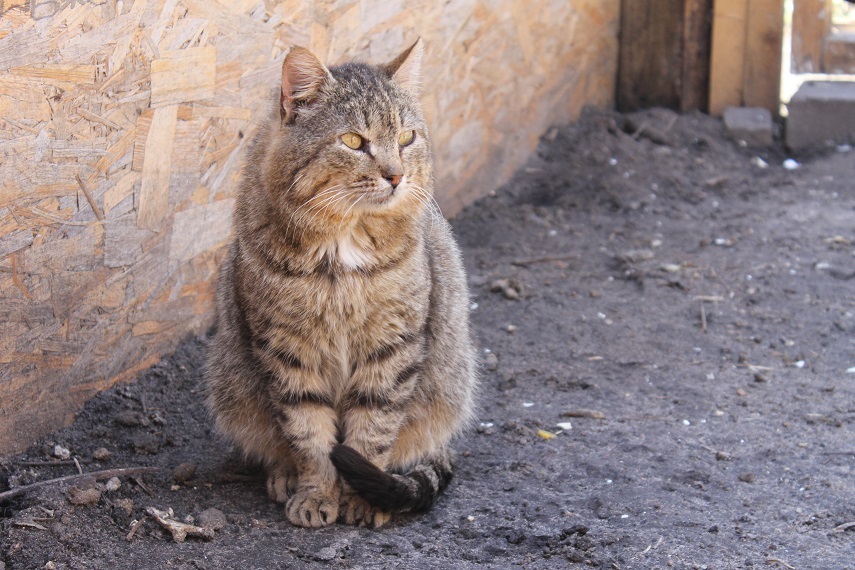 Мой личный Котоленд 125 - Моё, Кот, Приют, Помочщь, Доброта, Липецк, Котоленд, Длиннопост, Приют Котоленд