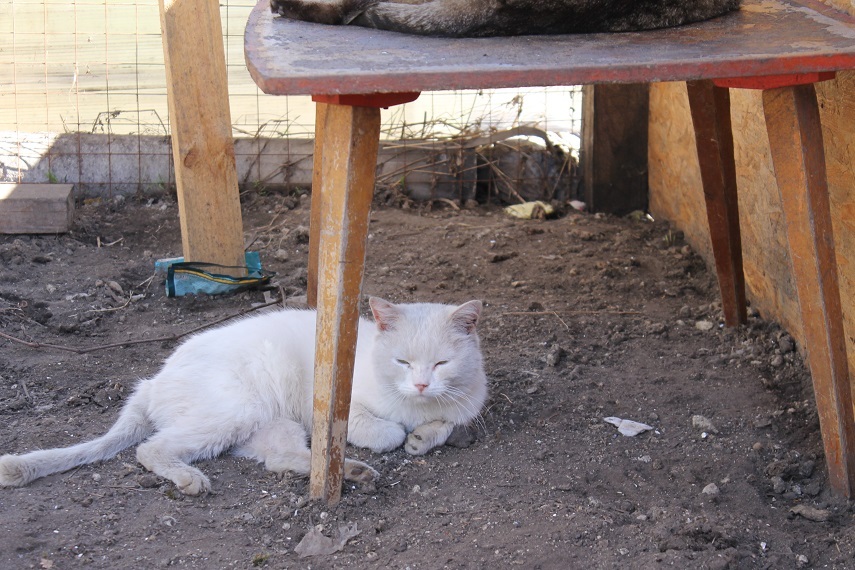 Мой личный Котоленд 125 - Моё, Кот, Приют, Помочщь, Доброта, Липецк, Котоленд, Длиннопост, Приют Котоленд