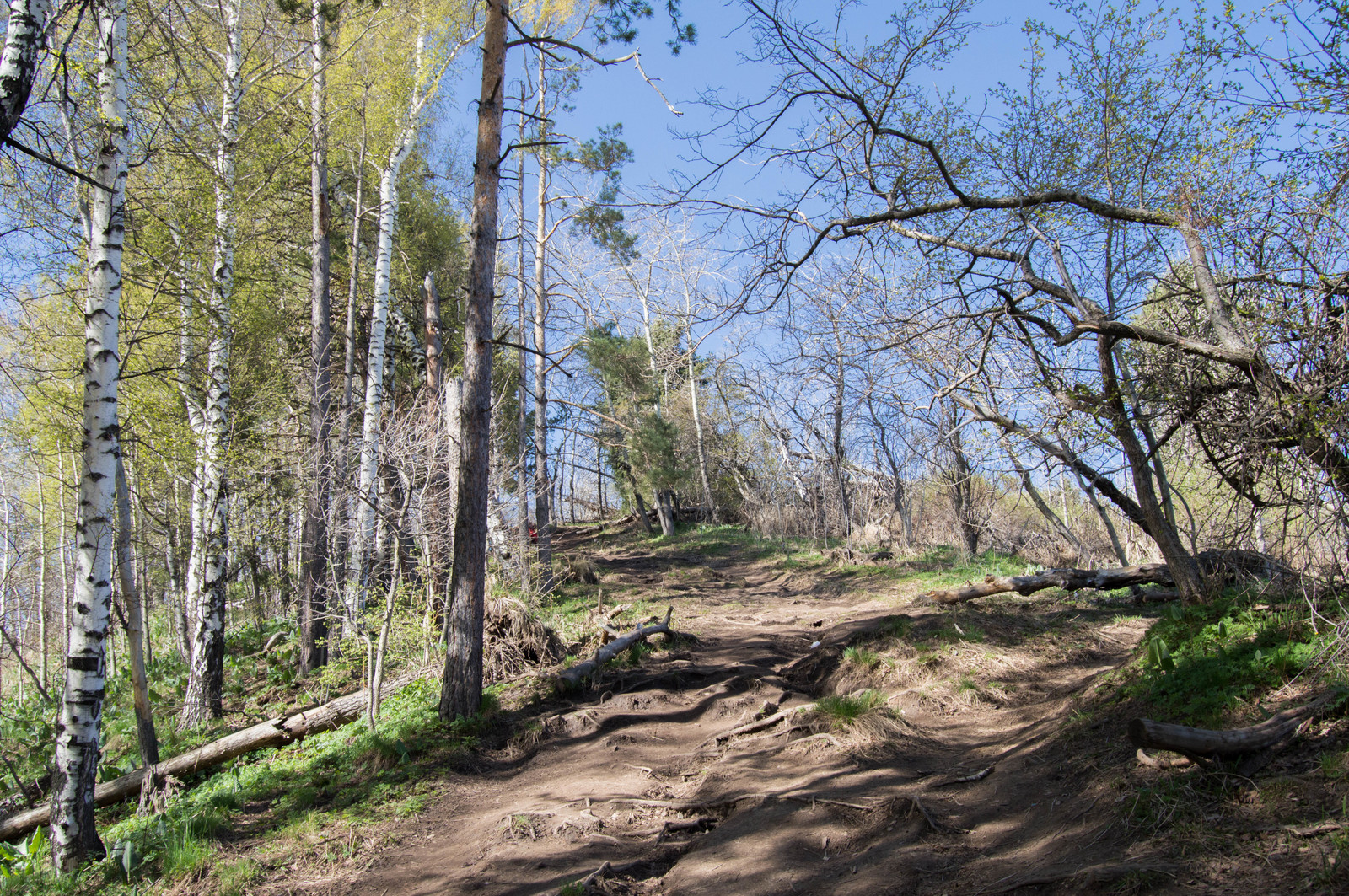 Weekend route Kok-Zhailau plateau, Almaty - My, Nature, The mountains, Longpost, Almaty, Nikon d3200