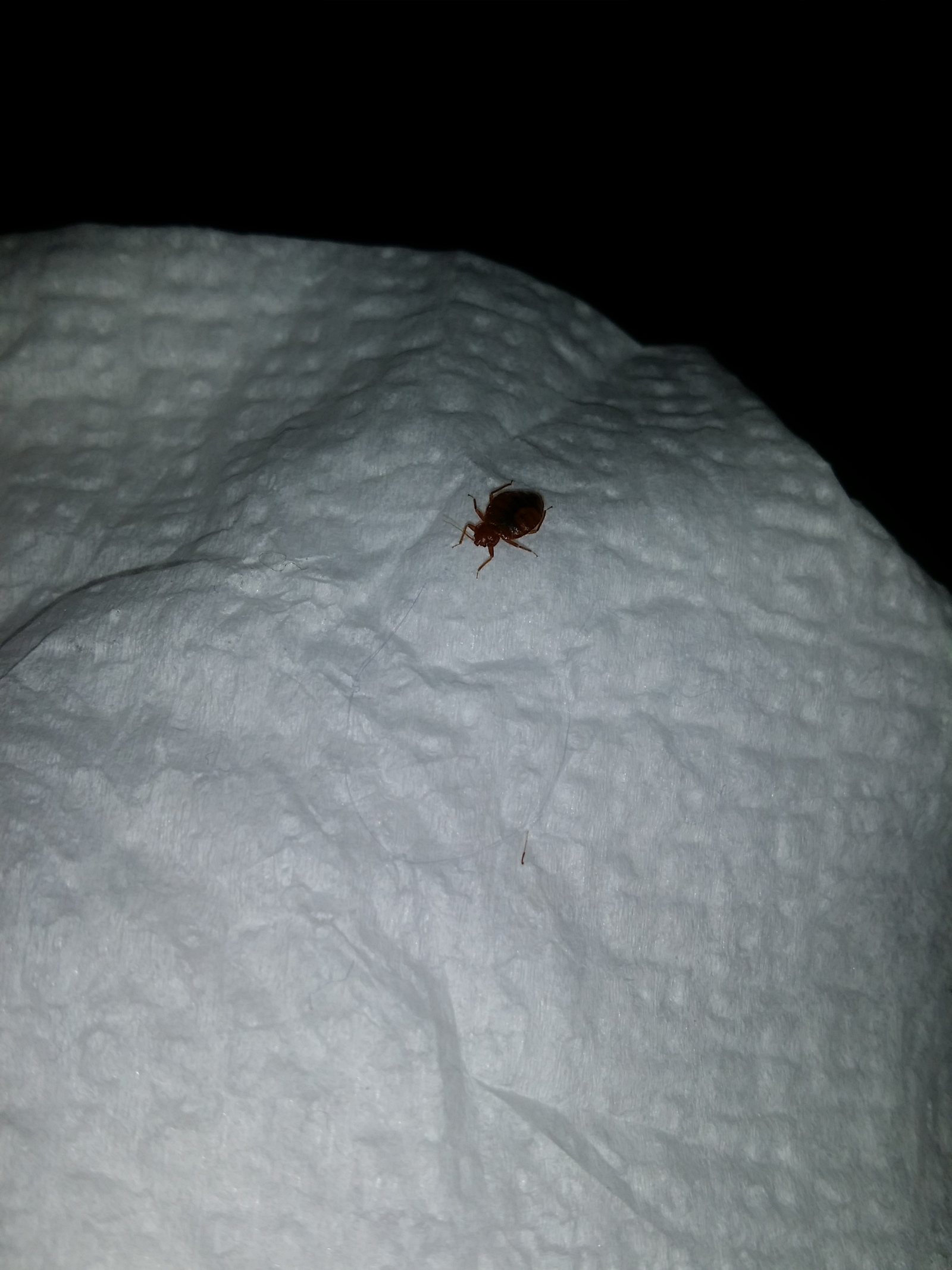 Who is this? - Help, Insects, Bedbugs