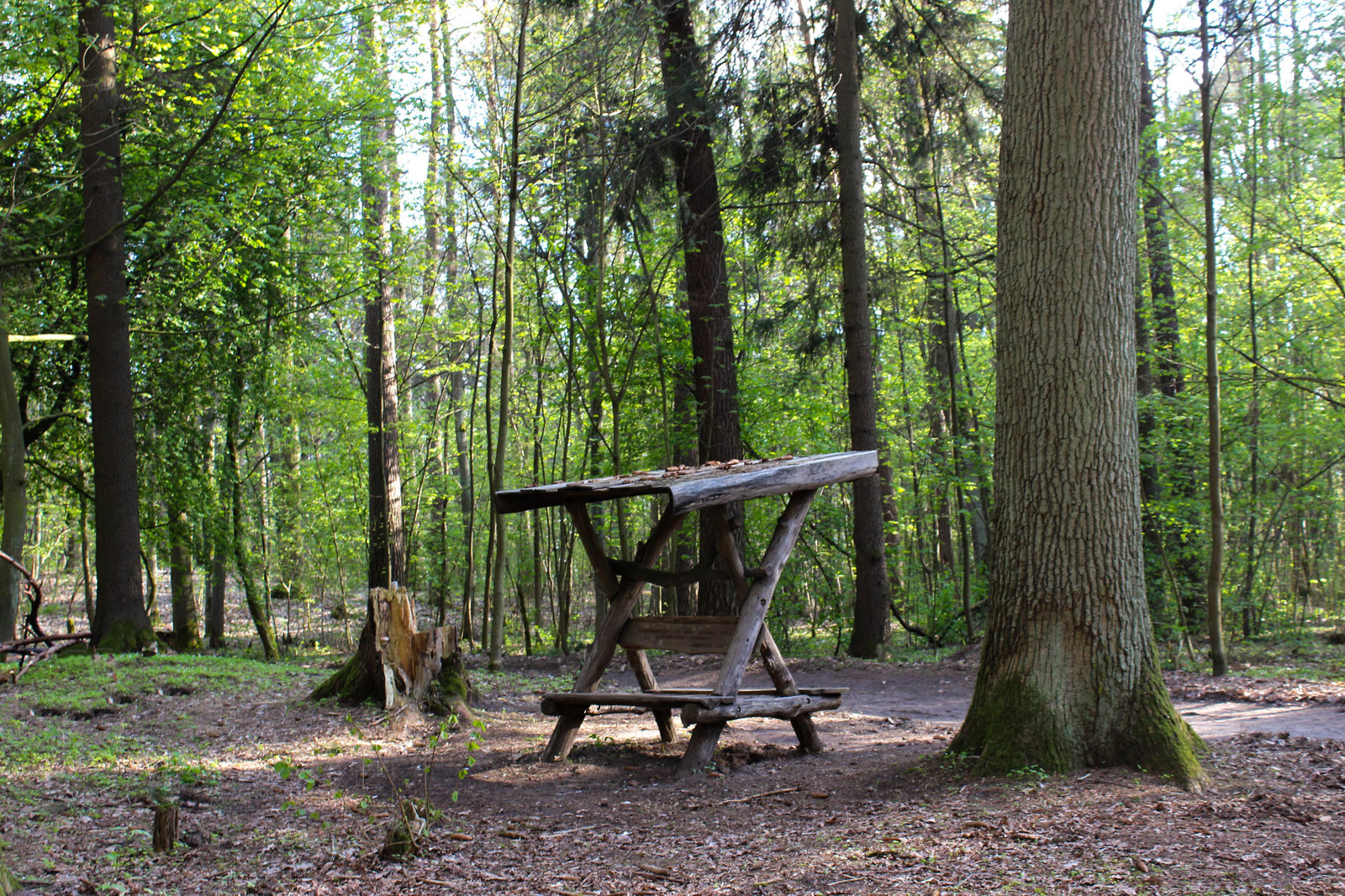 In the woods - My, Forest, Gusev, Gumbinnen, Kaliningrad region, Longpost