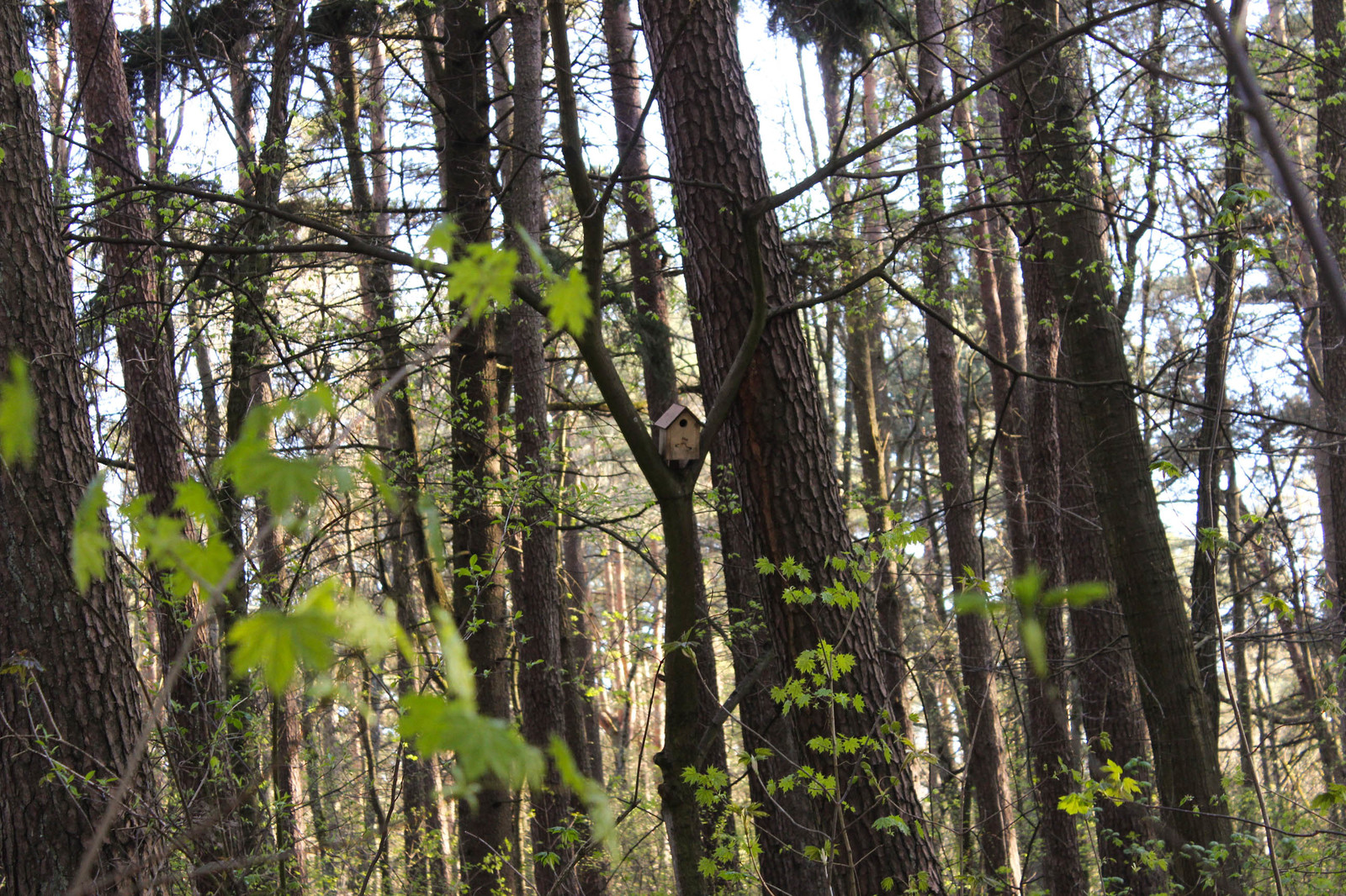 In the woods - My, Forest, Gusev, Gumbinnen, Kaliningrad region, Longpost