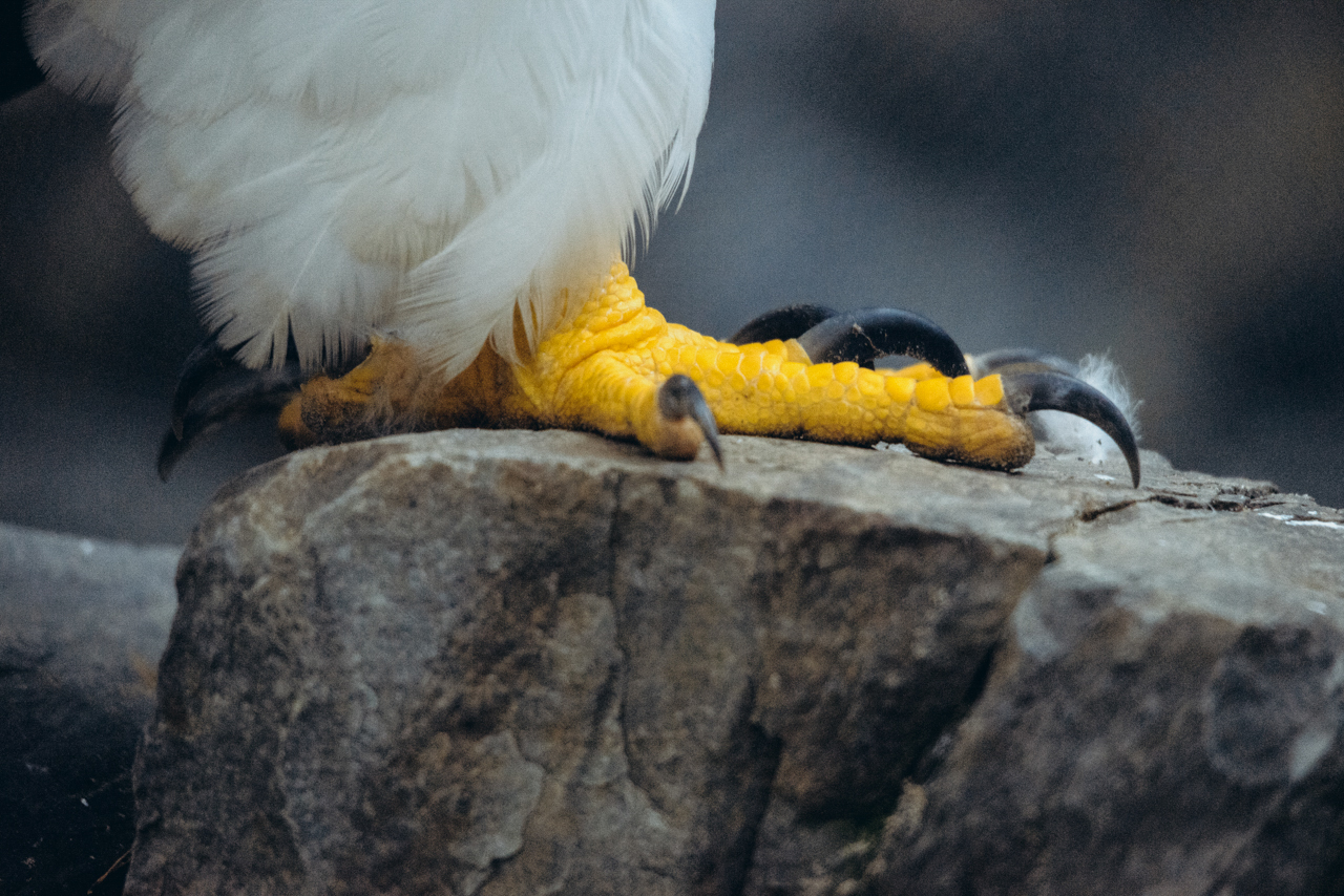 Feathered Pets of the Novosibirsk Zoo - My, Novosibirsk Zoo, Birds, Predator birds, Portrait, Animals, Longpost, Bald eagle