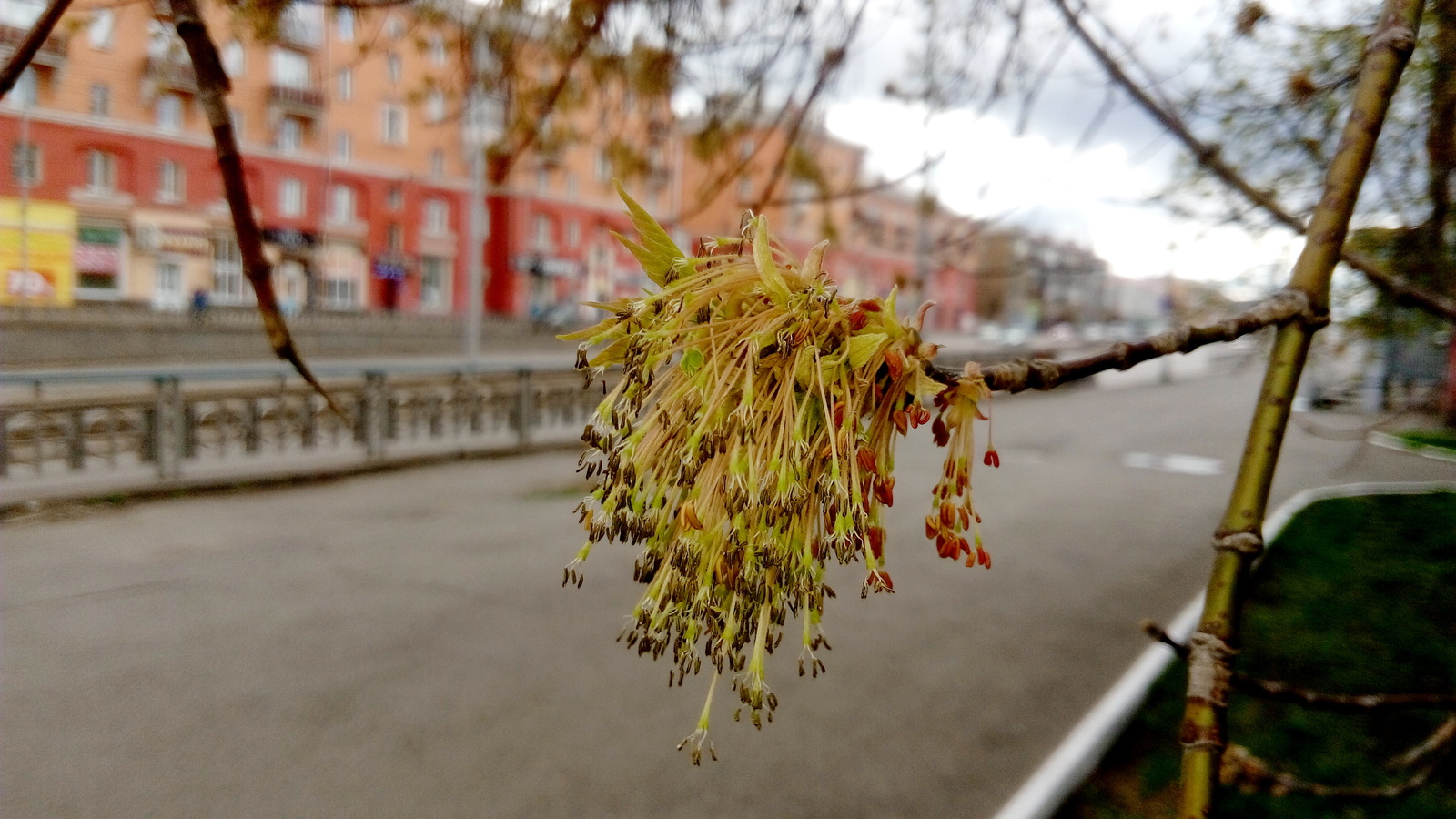 Everything blooms - My, Spring, Plants