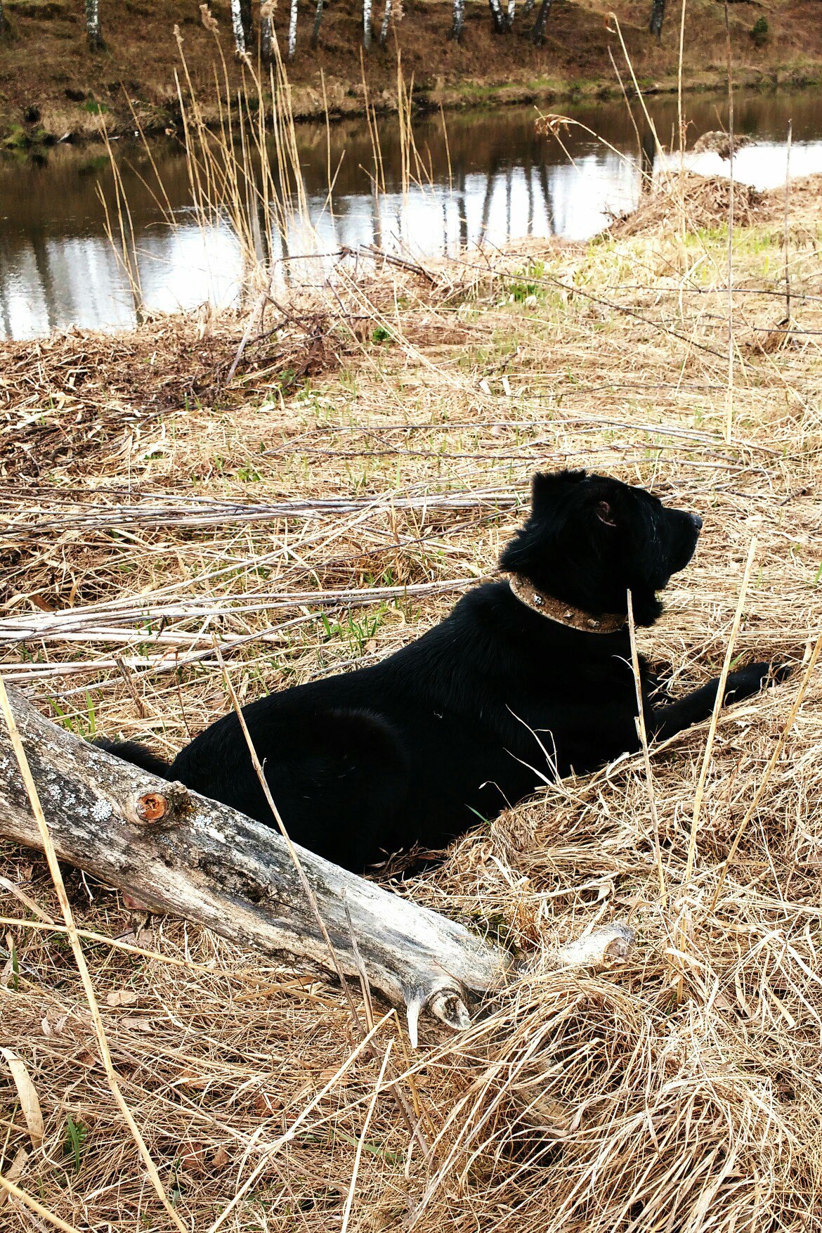 Nothing... - My, , Dog, Nature, Longpost