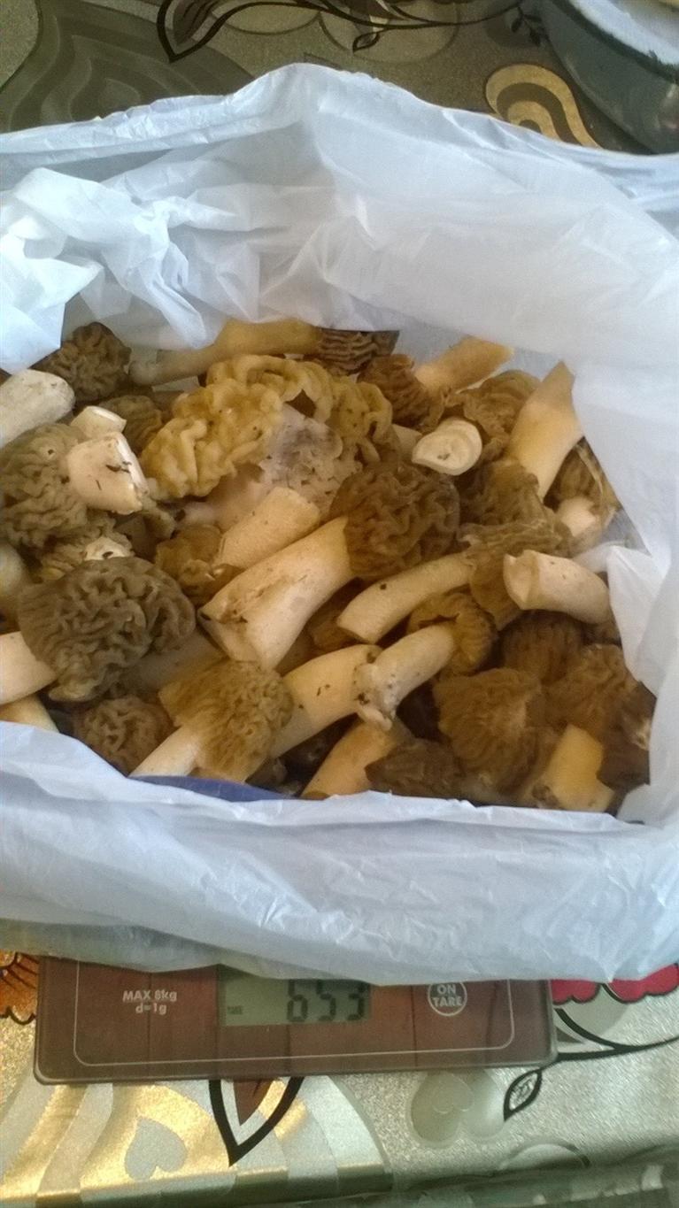 Mushrooms and hedgehog - My, Mushrooms, Hedgehog, Smolensk region, Morel hat, Longpost