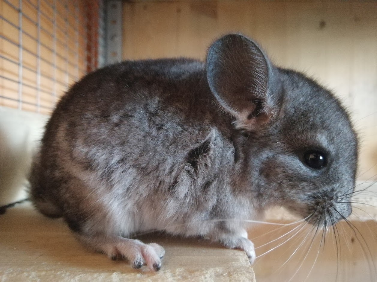 Chinchillas are looking for a new home. - My, Chinchilla, Rostov-on-Don, No rating, Longpost