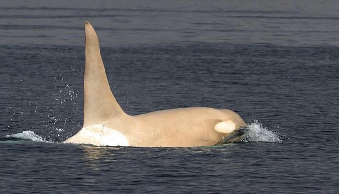 albino killer whale - Killer whale, Albino, Longpost